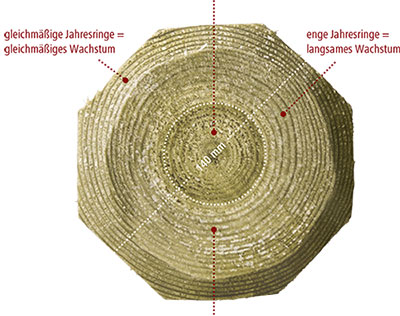 Jahresringe eines Holzpfahls zeigen langsames oder gleichmäßiges Wachstum
