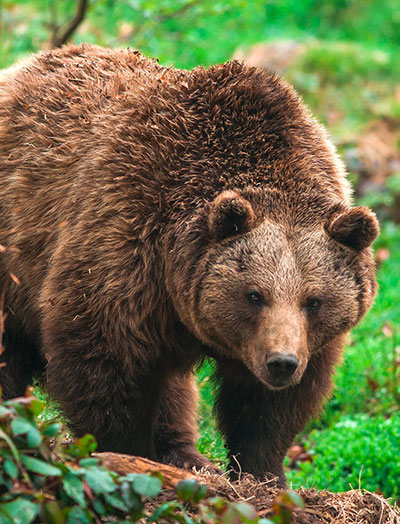 Europäischer Braunbär
