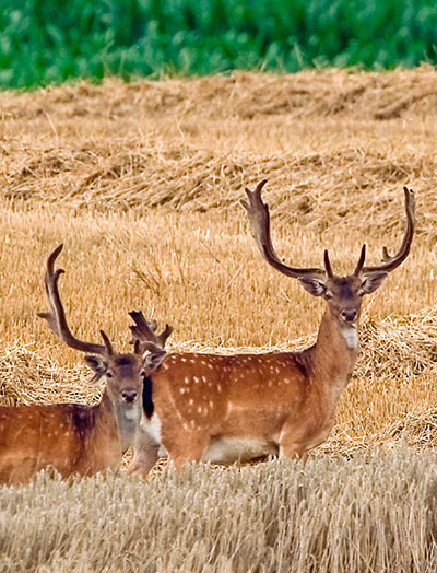 Damwild steht auf einem Feld
