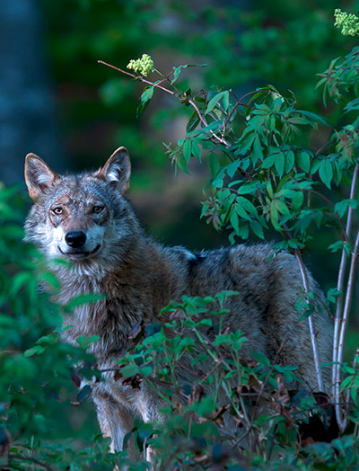 Ein Wolf in freier Wildbahn