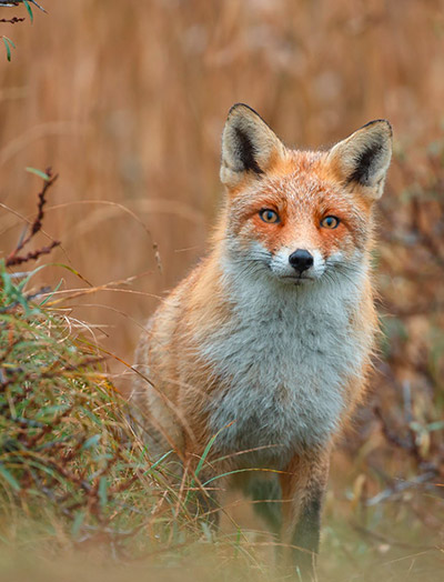 Ein Fuchs beobachtet seine Umgebung im Feld