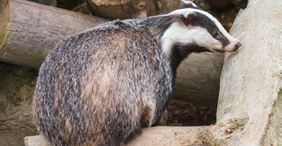 Ein Dachs auf einem Baumstamm