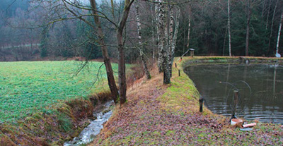 Ein Fischteich zwischen Wald und Wiese