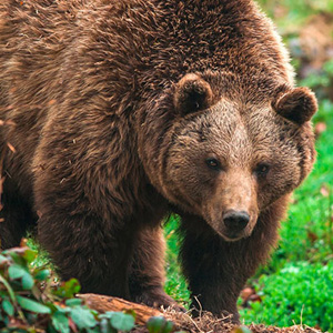 Europäischer Braunbär