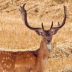 Damwild Hirsch auf dem Feld