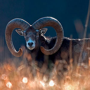 Ein Wildschaf Widder auf einer Wiese