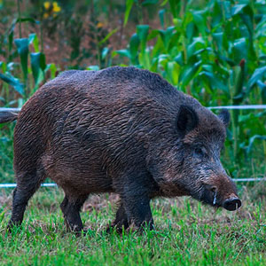 Ein Wildschwein schnüffelt um ein umzäuntes Feld