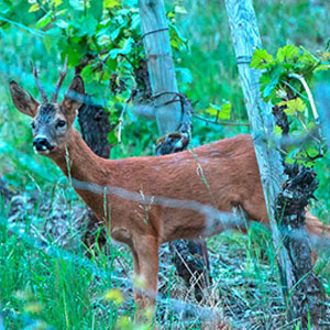 Ein Rehbock steht im Wald vor einem Zaun