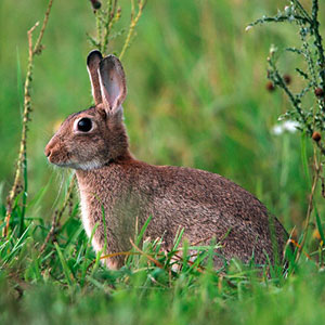 Ein Wildkaninchen versteckt sich im hohen Gras