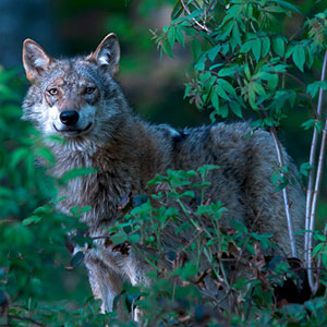 Ein Wolf beobachtet seine Umgebung im Wald