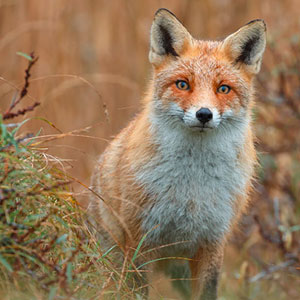 Ein Fuchs in der freien Natur