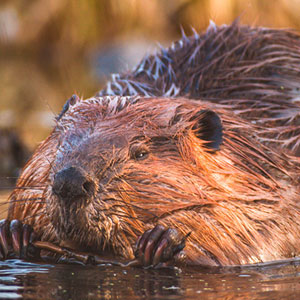 Ein Biber im Wasser