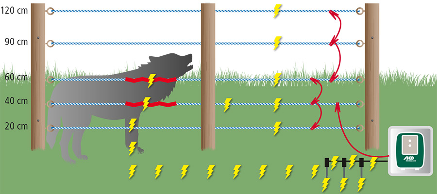 Grafik Wolfsberührung mit dem Elektrozaun