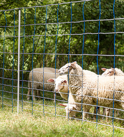 Cloture anti loups pour moutons electrique