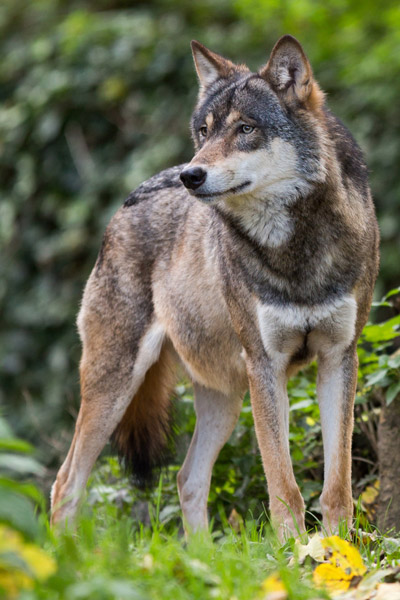 Ein Wolf im Wald hält Ausschau