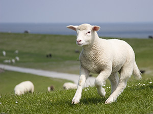 Lamm springt auf der Wiese