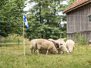 Schafe auf der eingezäunten Weide geschützt durch einen Wolfsabwehrzaun