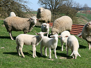 Schafe und Lämmer auf der Weide
