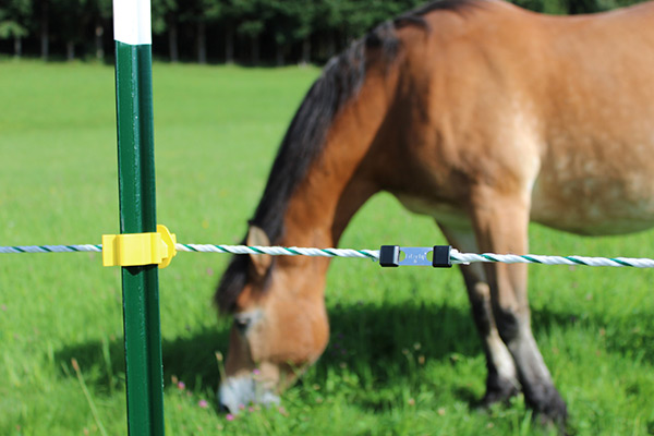 Pferd auf einer Weide mit elektrifizierter Umzäunung