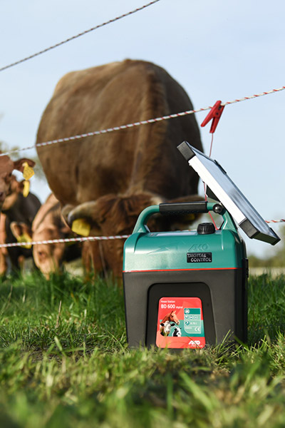 Kühe auf einer Weide hinter einem elektrischen Weidezaun