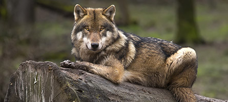 Wolf liegt auf einem Baumstamm im Wald
