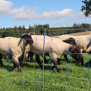 Premium Weidenetz um eine Schafsweide