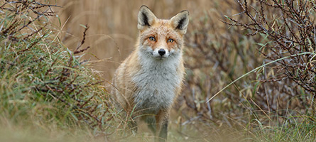Ein Fuchs auf einer Waldlichtung