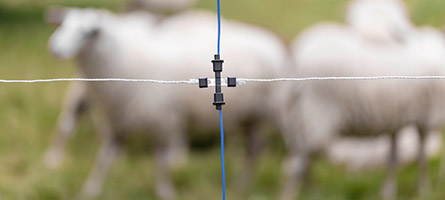 Schafe auf einer Weide hinter einem mit Weidezaun-Verbinder LitzClip gesicherten Zaun